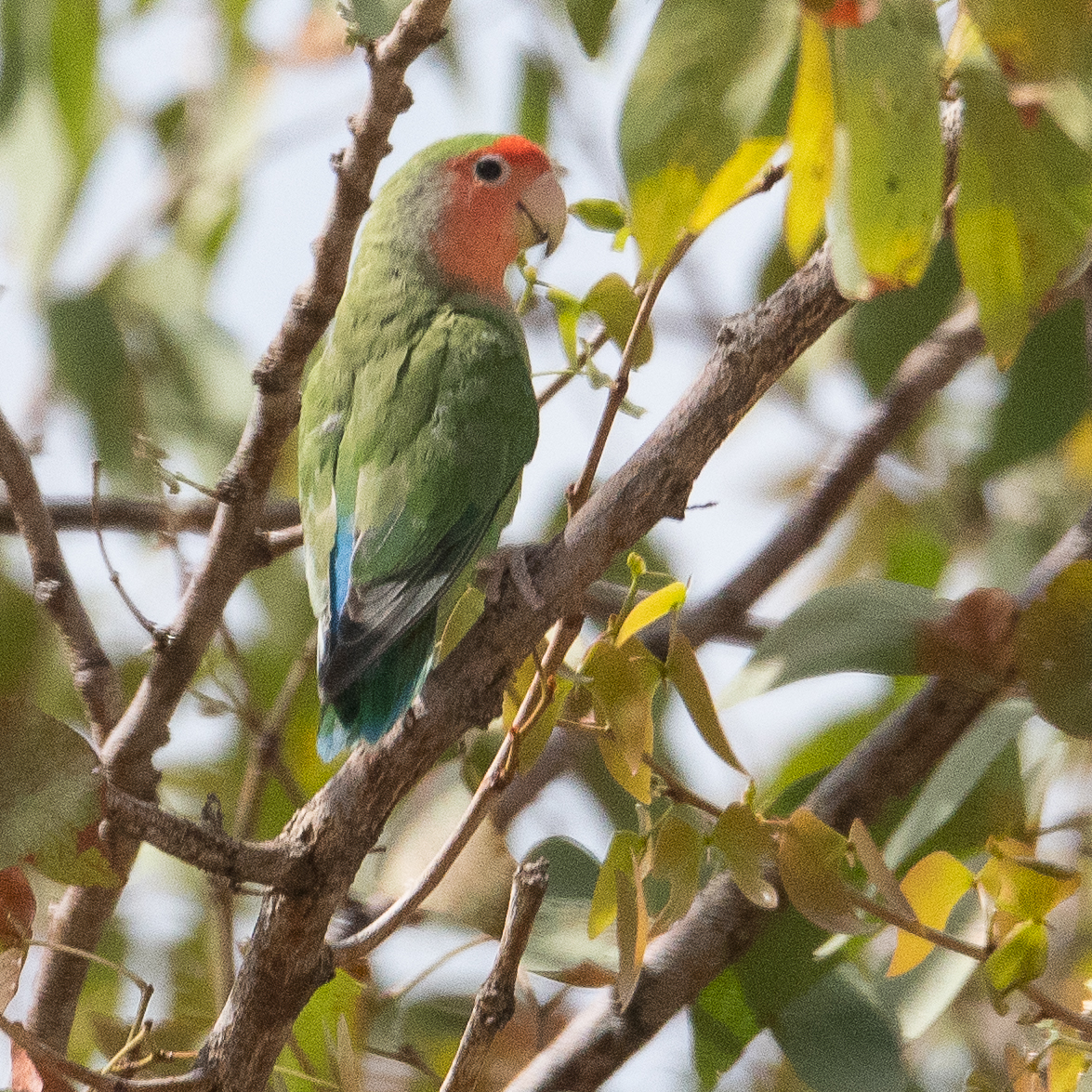 Inséparable rosegorge adulte de dos (Rosy-faced lovebird, Agapornis rosicollis), Désert du Namib, Kaokoland, Namibie.